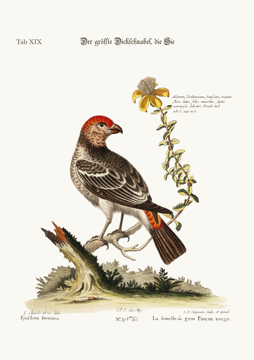 最伟大的Bulfinch-Hen，1749-73 作者 乔治·爱德华兹