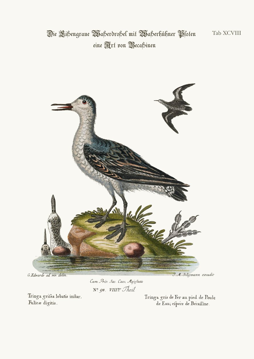 灰色的Coot-footed Tringa，1749-73 作者 乔治·爱德华兹