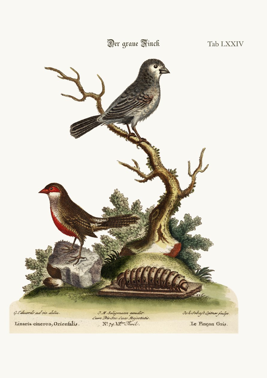灰色雀科。蜡法案，1749-73 作者 乔治·爱德华兹