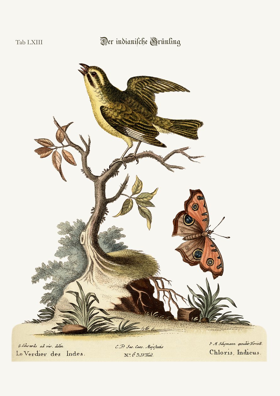 印度格林芬奇，1749-73 作者 乔治·爱德华兹