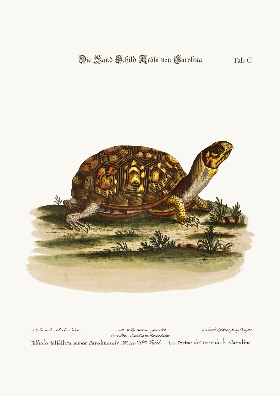 来自卡罗来纳州的Land-Tortoise，1749-73 作者 乔治·爱德华兹