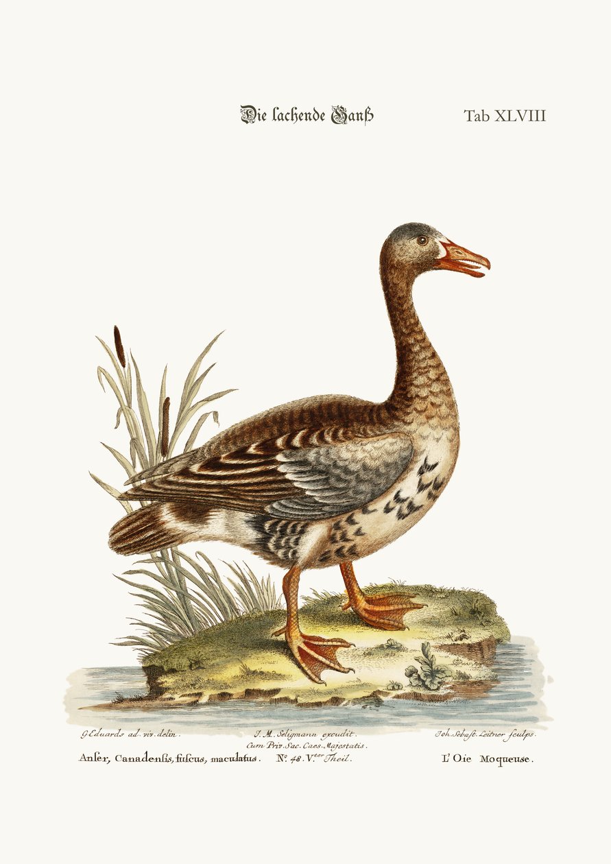 The Laughing Goose，1749-73 作者 乔治·爱德华兹