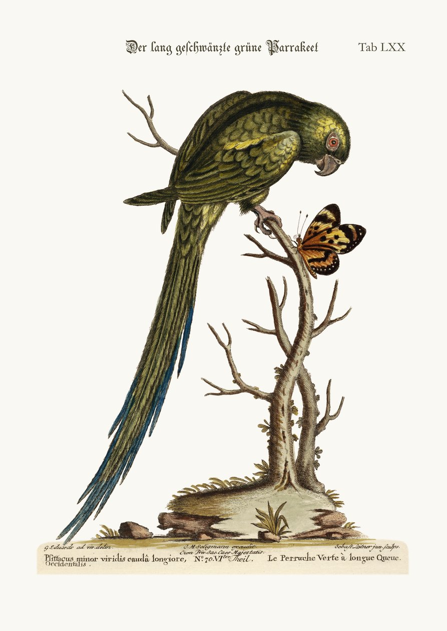 长尾绿色Parrakeet，1749-73 作者 乔治·爱德华兹