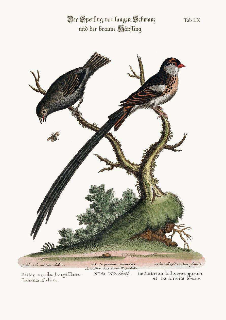 长尾麻雀，和Dusky Linnet，1749-73 作者 乔治·爱德华兹