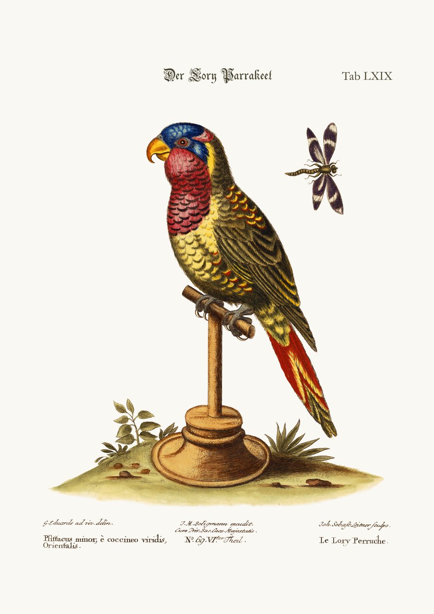 Lory-Parrakeet，1749-73 作者 乔治·爱德华兹