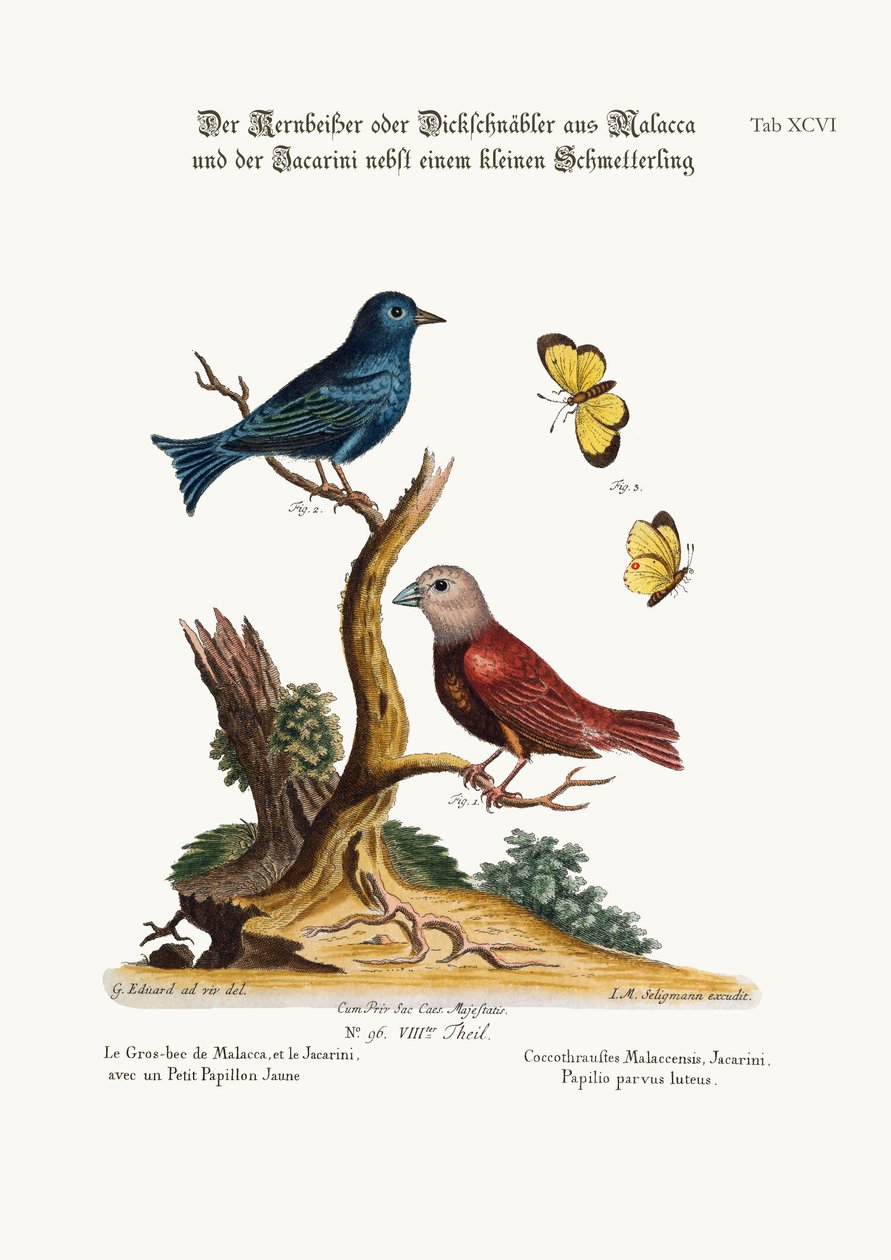 1749-73，马六甲Gros-beak，Jacarini和小黄蝴蝶 作者 乔治·爱德华兹