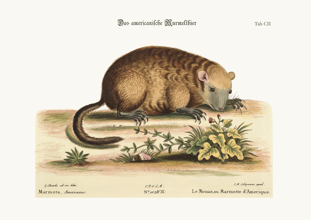 美国的Monax或Marmotte，1749-73 作者 乔治·爱德华兹