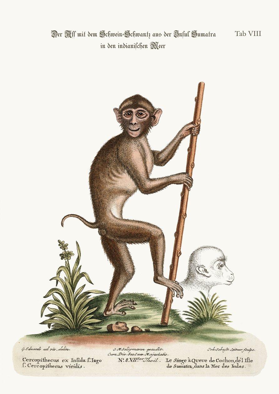 猪尾猴，来自印度洋的苏门答腊岛，1749-73 作者 乔治·爱德华兹