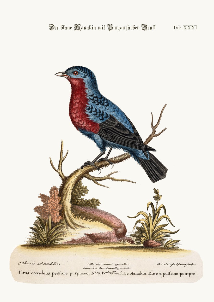 紫罗兰色的蓝色Manakin，1749-73 作者 乔治·爱德华兹