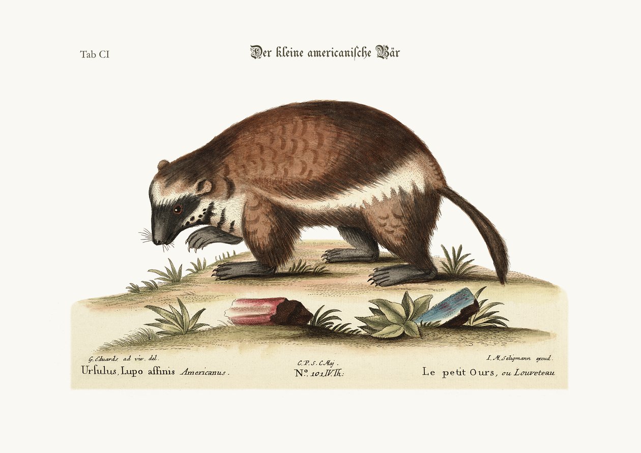 Quick-Hatch或Wolverene，1749-73 作者 乔治·爱德华兹