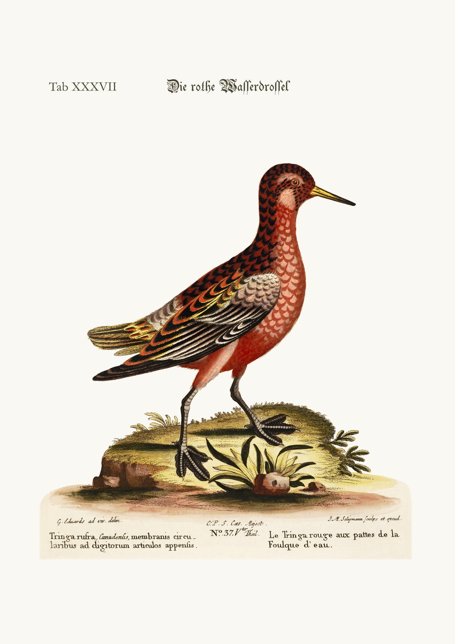 The Red Coot-footed Tringa，1749-73 作者 乔治·爱德华兹