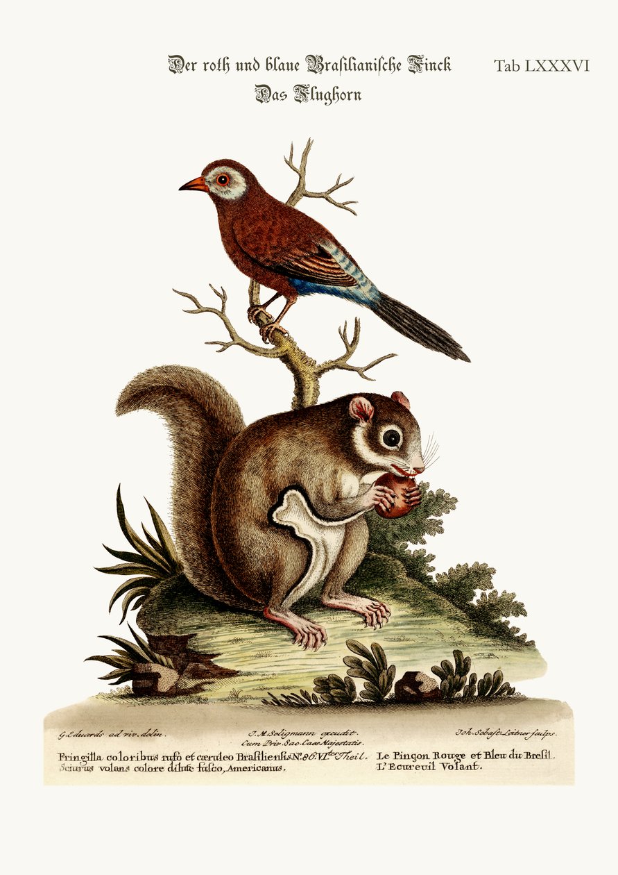 红色和蓝色Brasilian雀科。飞鼠，1749-73 作者 乔治·爱德华兹