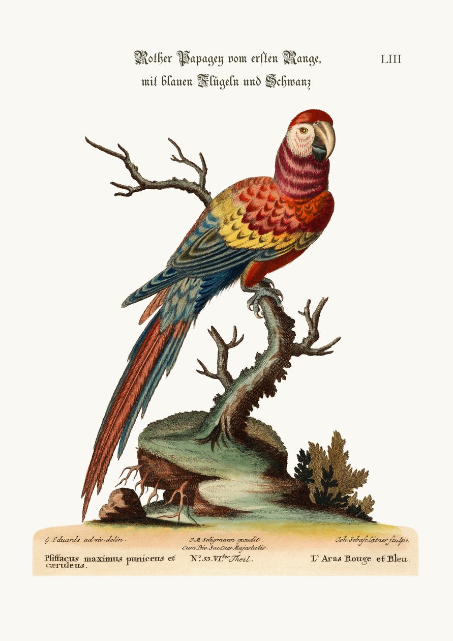 红色和蓝色的Maccaw，1749-73 作者 乔治·爱德华兹
