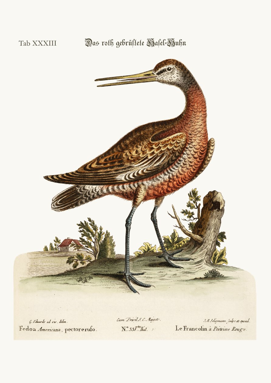The Red-breasted Godwit，1749-73 作者 乔治·爱德华兹