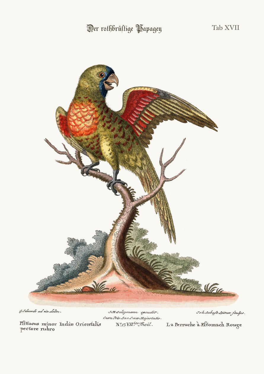 红胸Parrakeet，1749-73 作者 乔治·爱德华兹