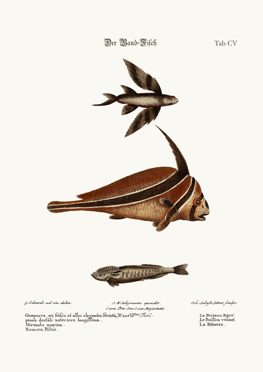 Ribband-Fish，1749-73 作者 乔治·爱德华兹