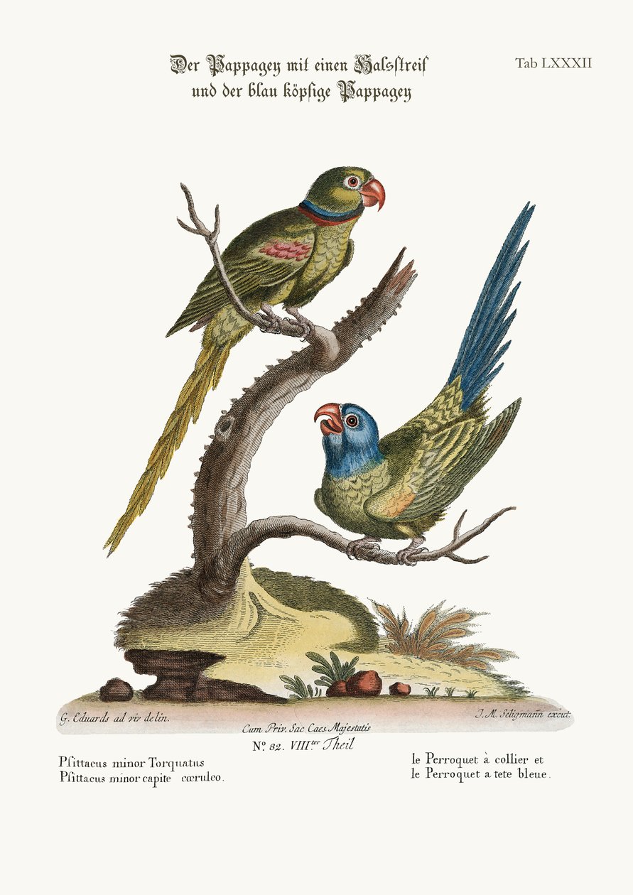 圆环Parrakeet和蓝头Parrakeet，1749-73 作者 乔治·爱德华兹