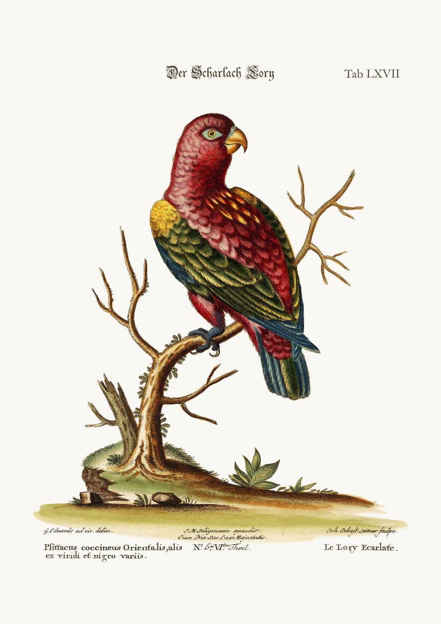 The Scarlet Lory，1749-73 作者 乔治·爱德华兹