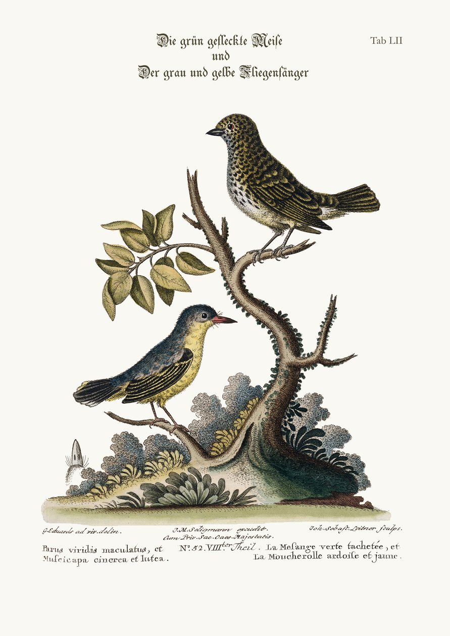 斑点绿色山雀 - 老鼠，灰色和黄色捕蝇器，1749-73 作者 乔治·爱德华兹