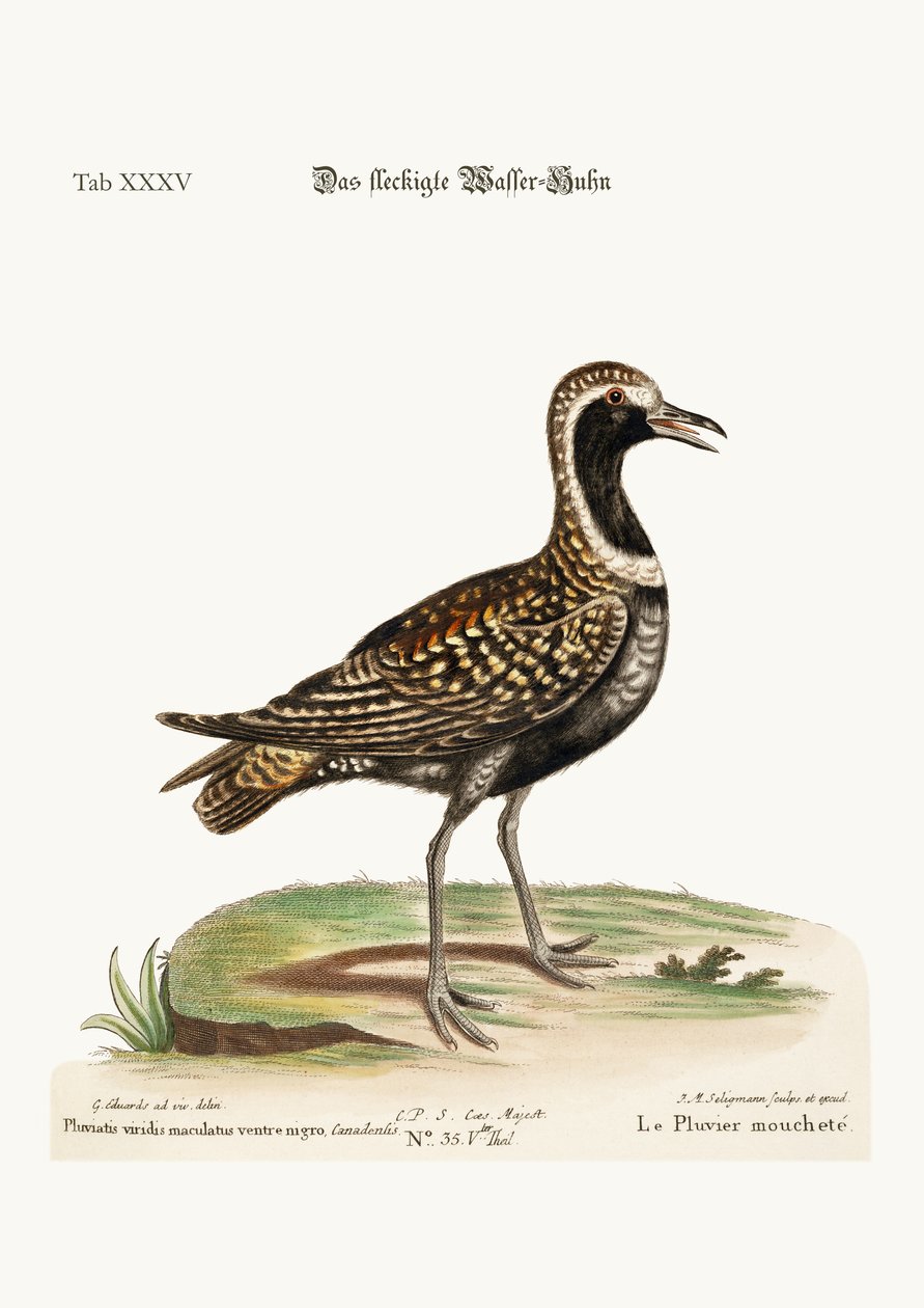 The Spotted Plover，1749-73 作者 乔治·爱德华兹