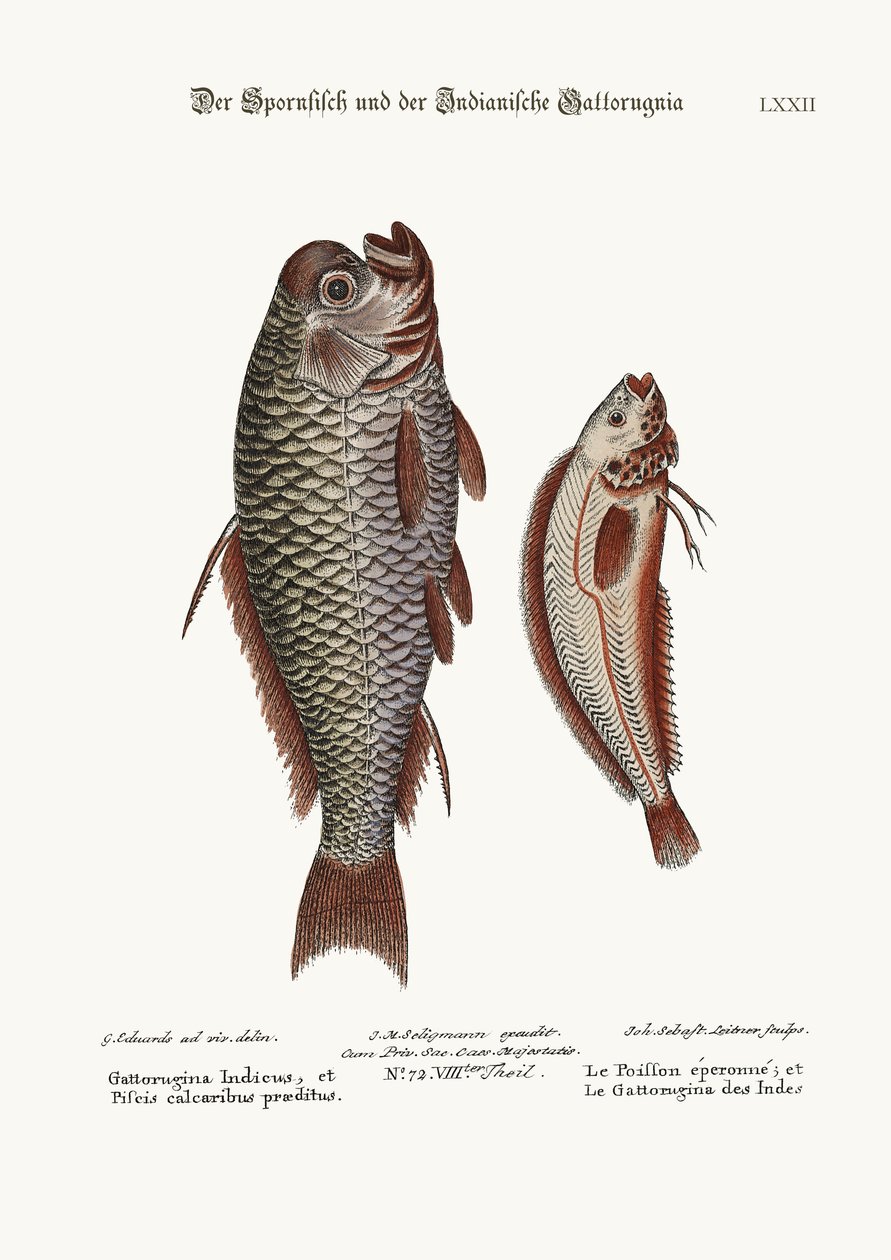 Spur-Fish和印度Gattorugina，1749-73 作者 乔治·爱德华兹