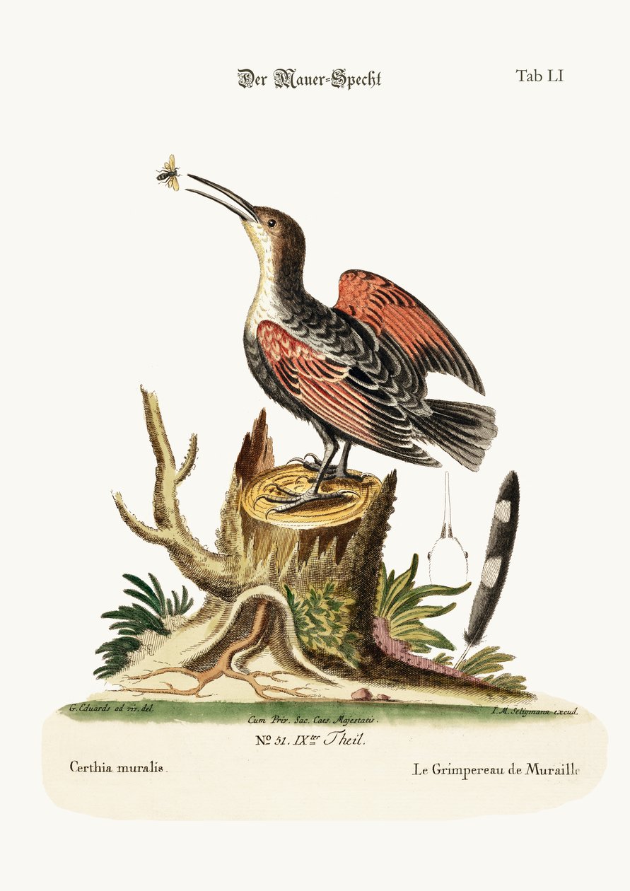 The Wall-creeper，或蜘蛛捕手，1749-73 作者 乔治·爱德华兹