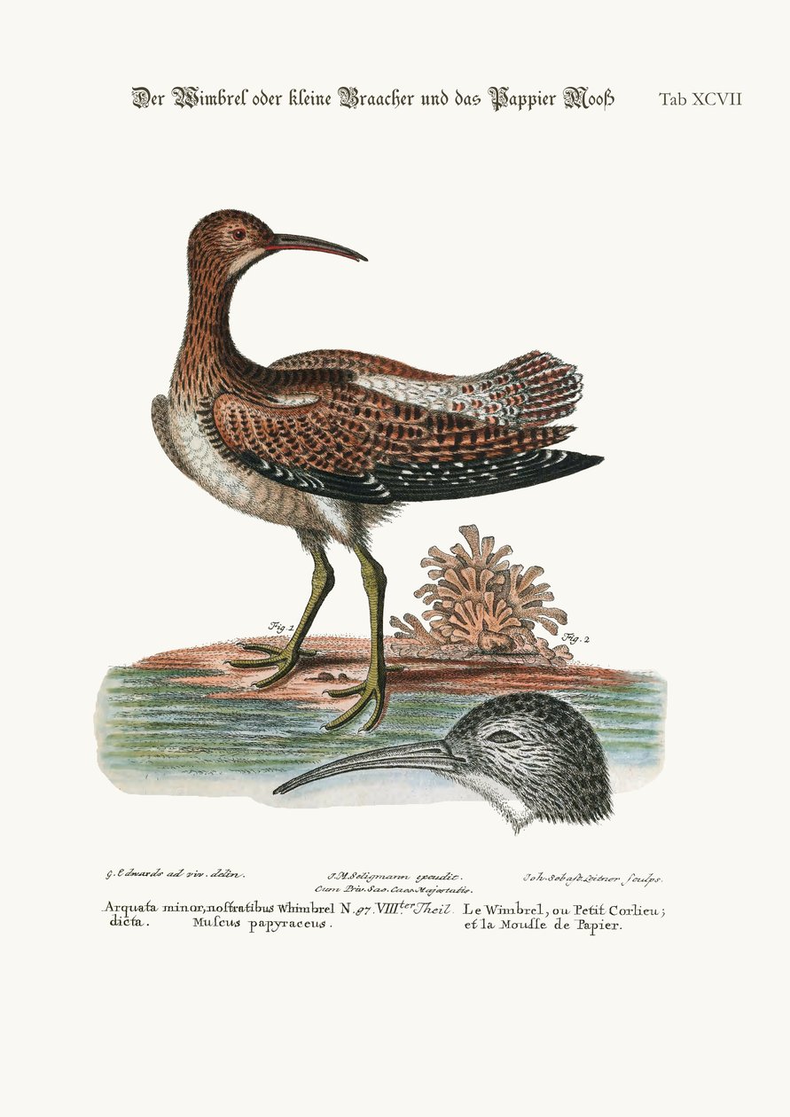 Whimbrel，或Lesser Curlew，和Paper-Moss，1749-73 作者 乔治·爱德华兹