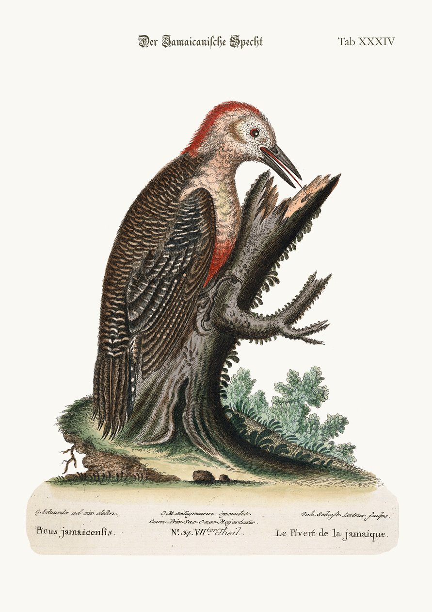 牙买加的Wood-Pecker，1749-73 作者 乔治·爱德华兹