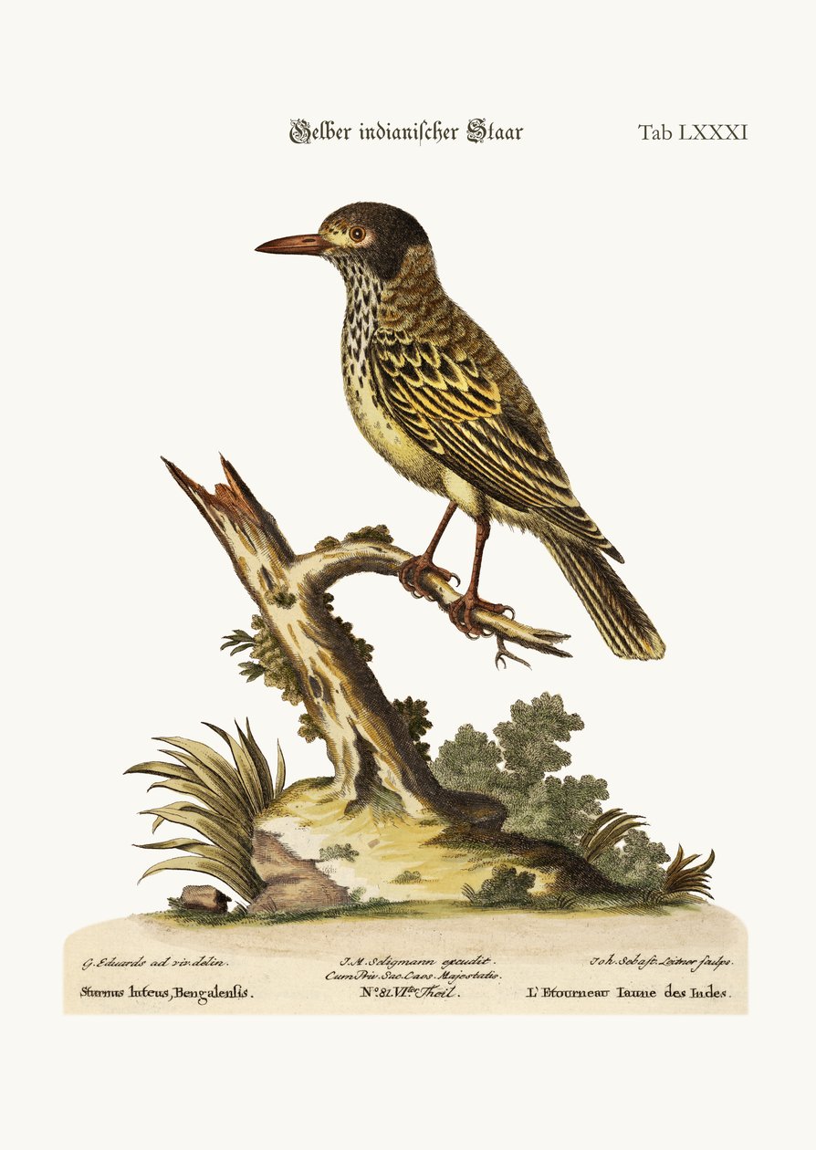 The Yellow Indian Starling，1749-73 作者 乔治·爱德华兹