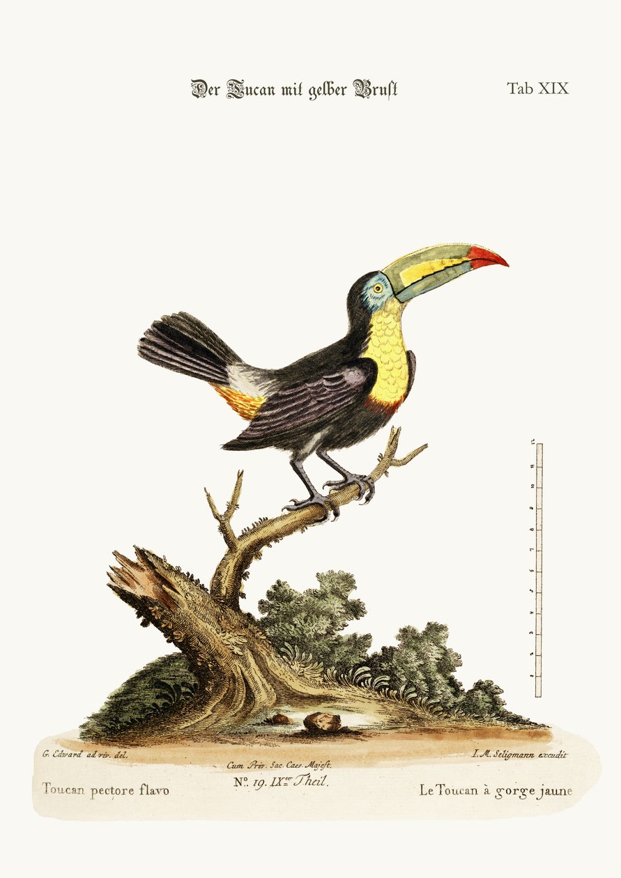 黄色斑点巨嘴鸟，1749-73 作者 乔治·爱德华兹