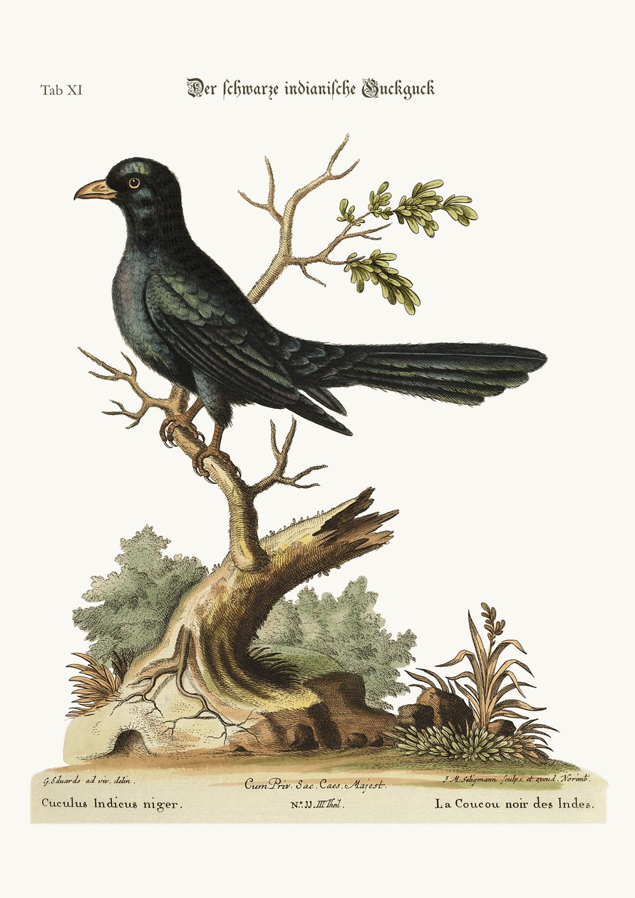 黑色印第安人Cuckow，1749-73 作者 乔治·爱德华兹