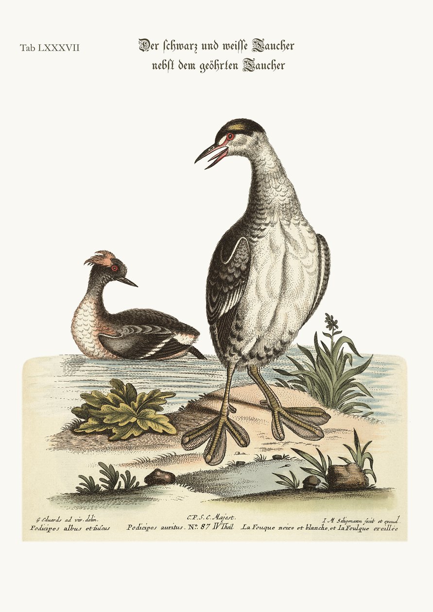 黑白Dobchick和耳朵Dobchick，1749-73 作者 乔治·爱德华兹