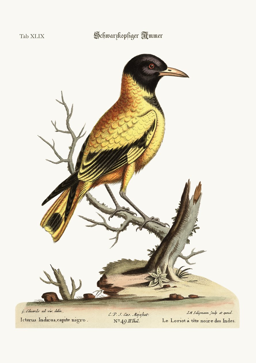 黑头印第安语Icterus，1749-73 作者 乔治·爱德华兹