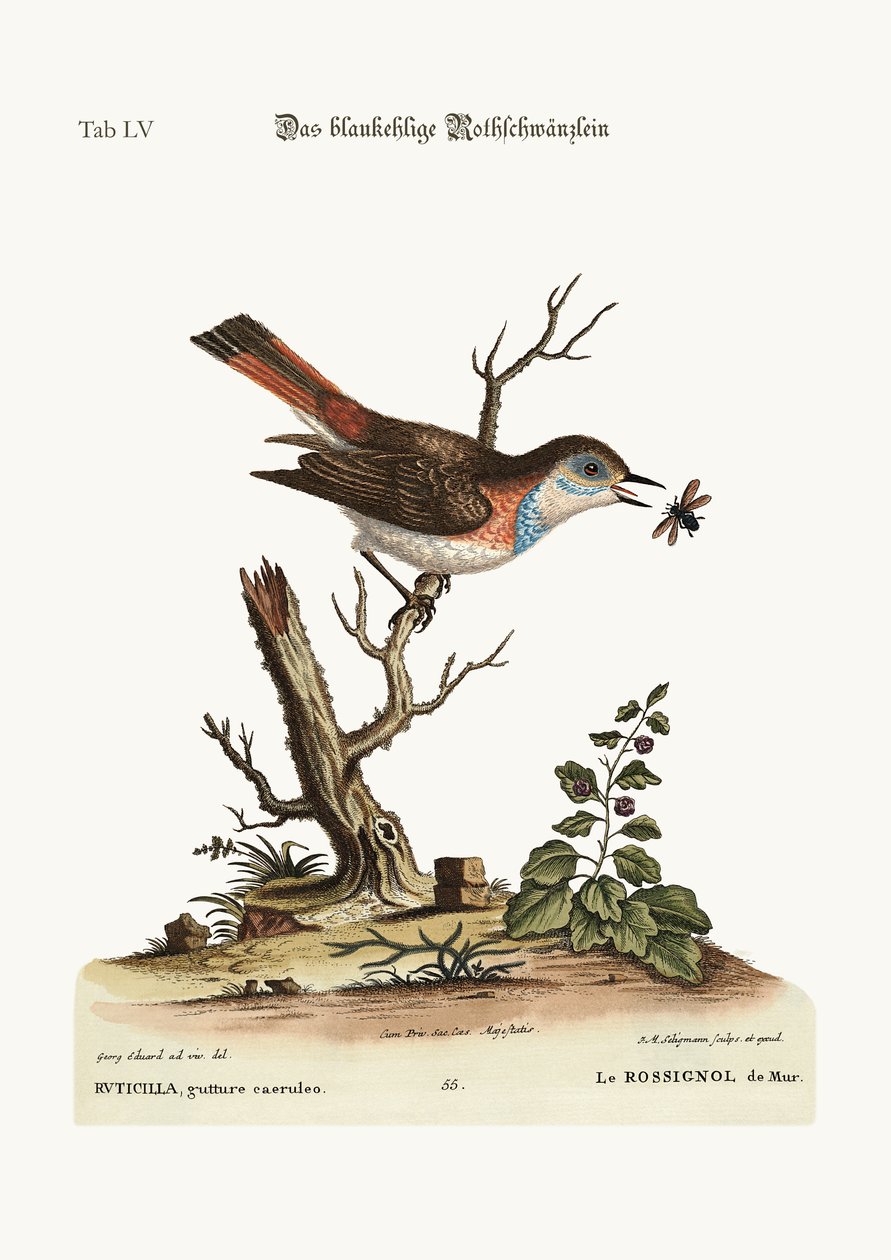 蓝色喉咙Redstart，1749-73 作者 乔治·爱德华兹