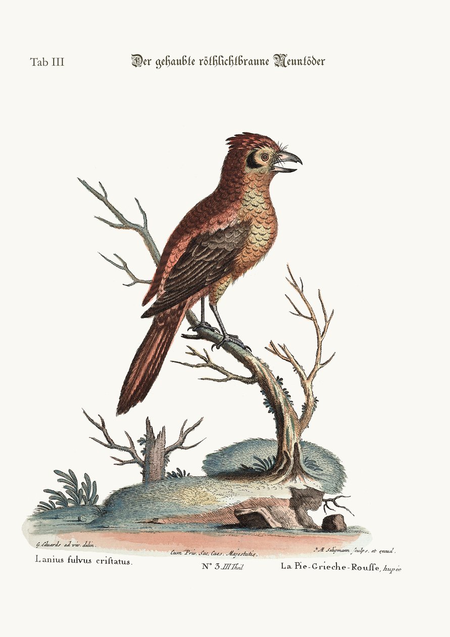 有顶饰的红色或russit Butcher-Bird，1749-73 作者 乔治·爱德华兹