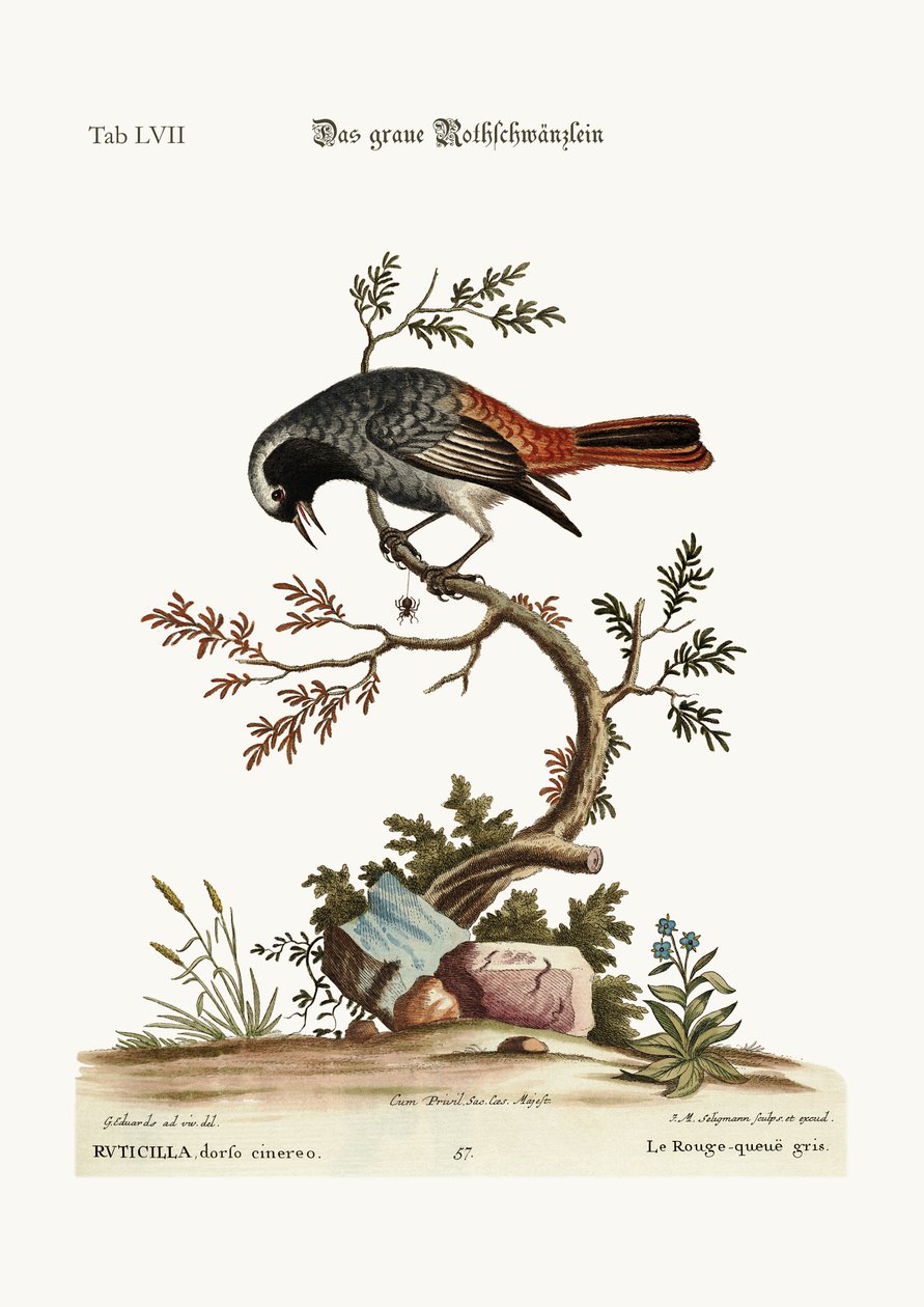 灰色的Redstart，1749-73 作者 乔治·爱德华兹