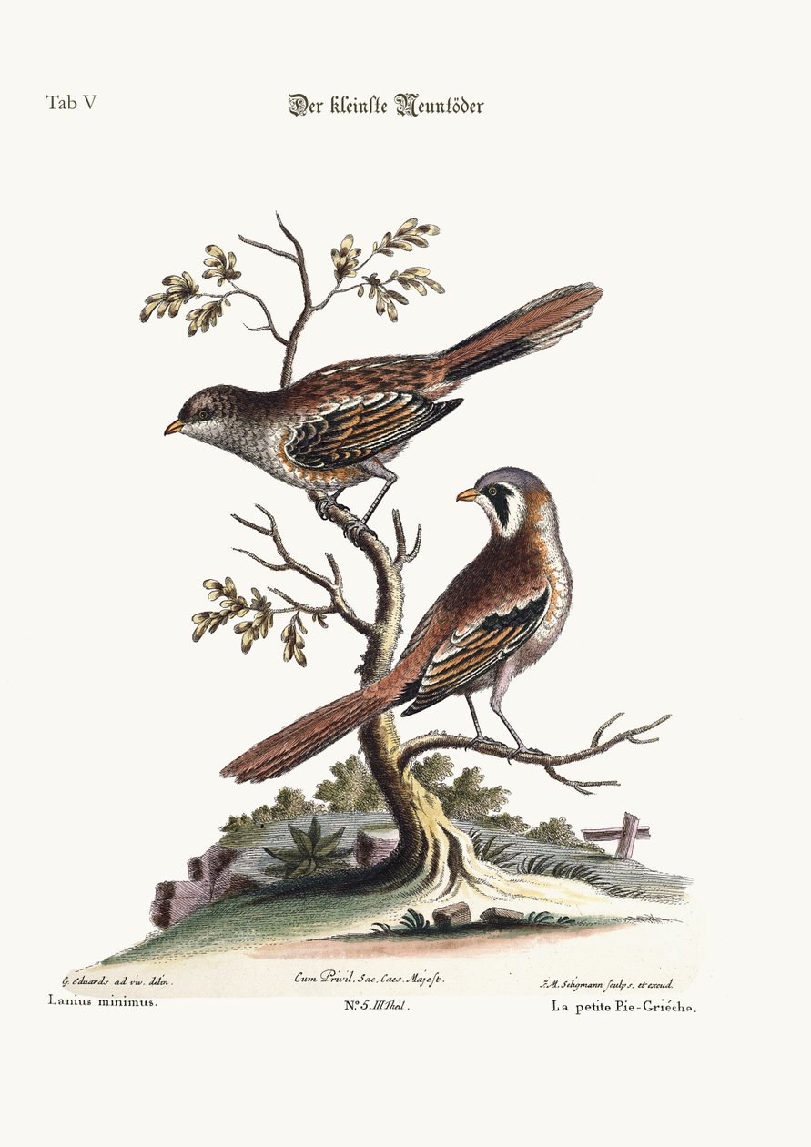 至少Butcher-Bird，1749-73 作者 乔治·爱德华兹