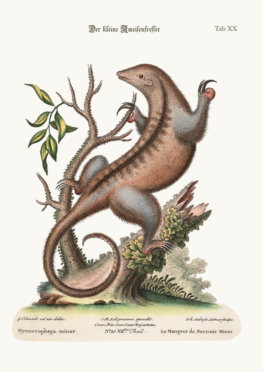 小食蚁兽，1749-73 作者 乔治·爱德华兹