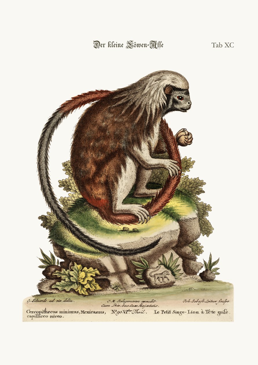 小狮子猴，1749-73 作者 乔治·爱德华兹