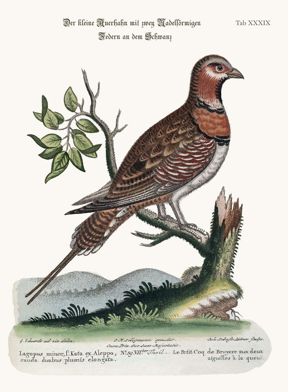 The Little--tailed Grous，1749-73 作者 乔治·爱德华兹