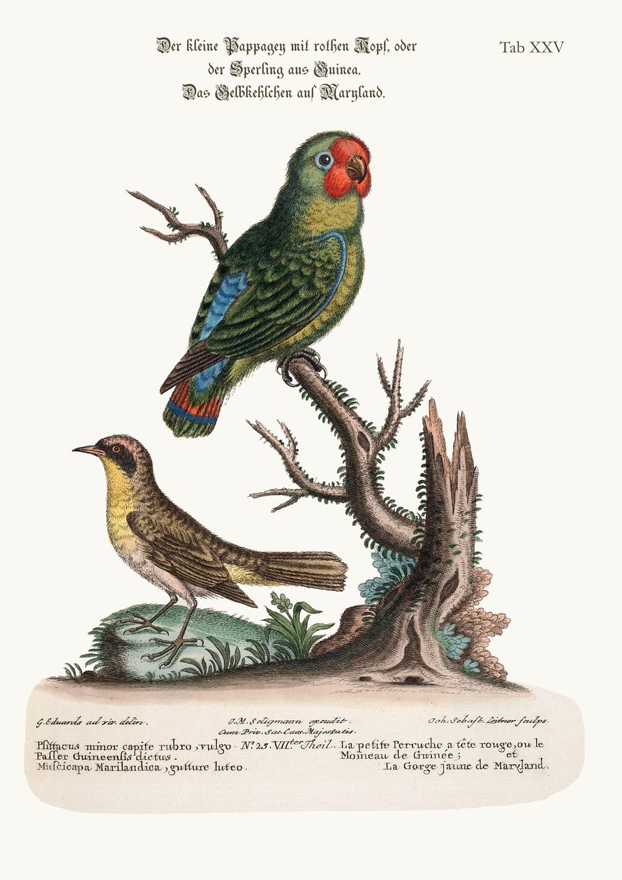 1749-73，小红头的Parrakeet或Guiney Sparrow和Maryland Yellow-Throat 作者 乔治·爱德华兹