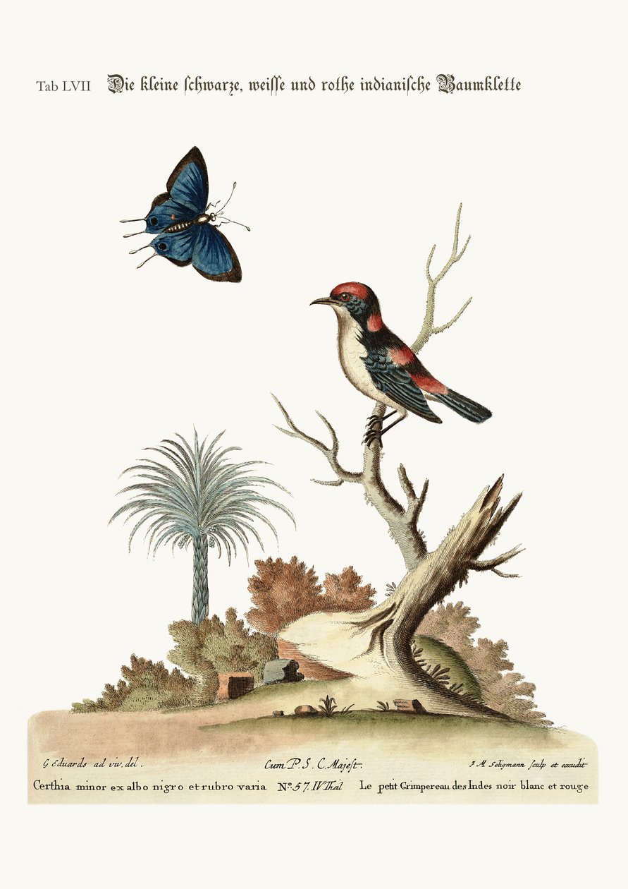 黑色，白色和红色的小印度爬行者，1749-73 作者 乔治·爱德华兹