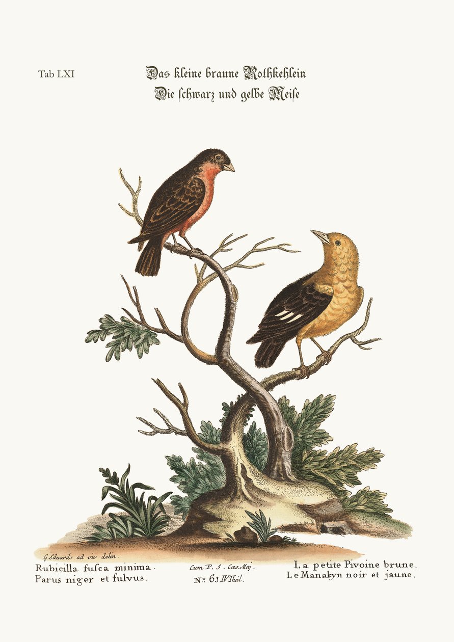 小棕色红腹灰雀。黑色和黄色的Manakyn，1749-73 作者 乔治·爱德华兹