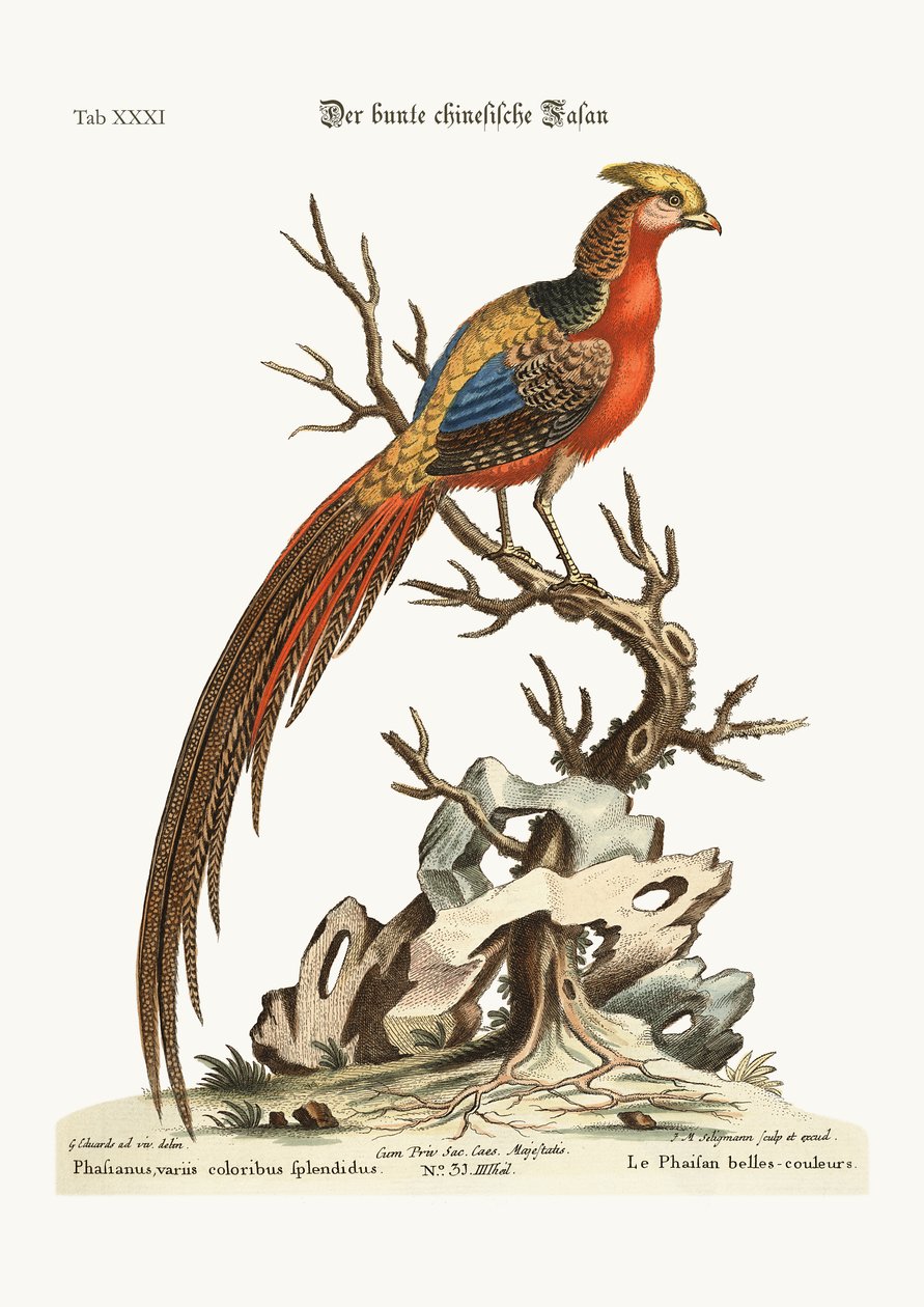 来自中国的彩绘野鸡，1749-73 作者 乔治·爱德华兹
