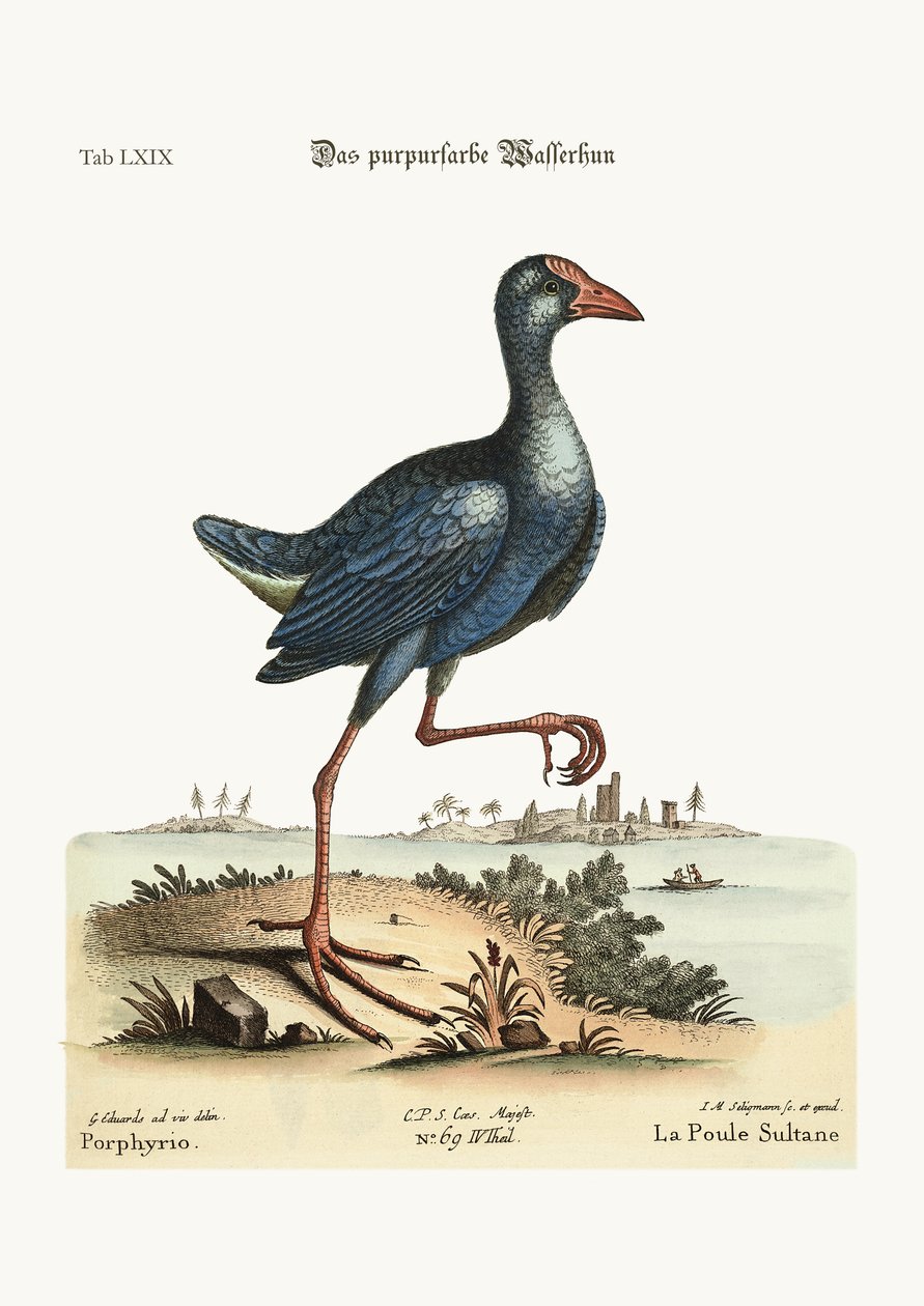 紫色水母鸡，1749-73彩色雕刻 作者 乔治·爱德华兹