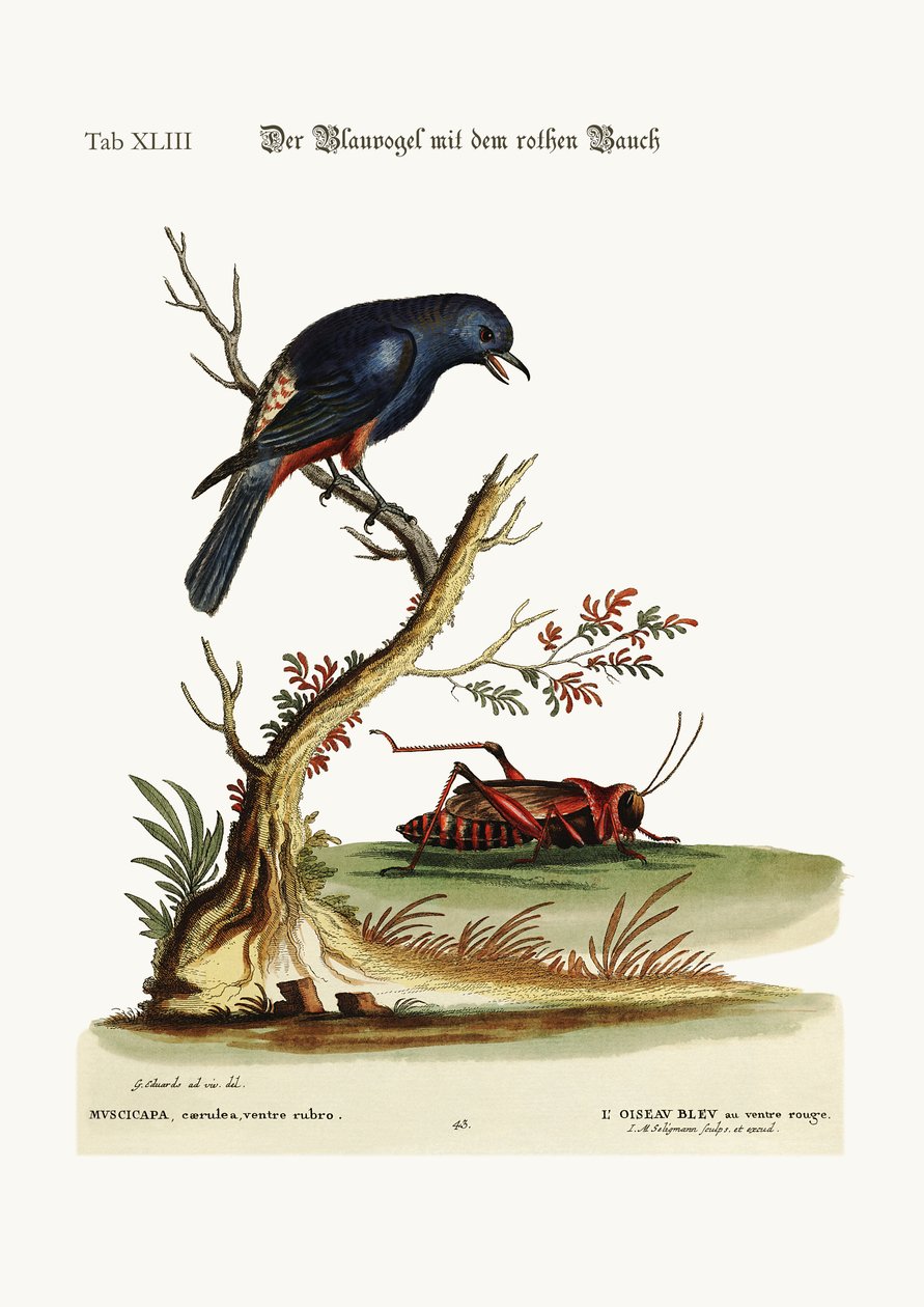 红腹蓝鸟，1749-73 作者 乔治·爱德华兹