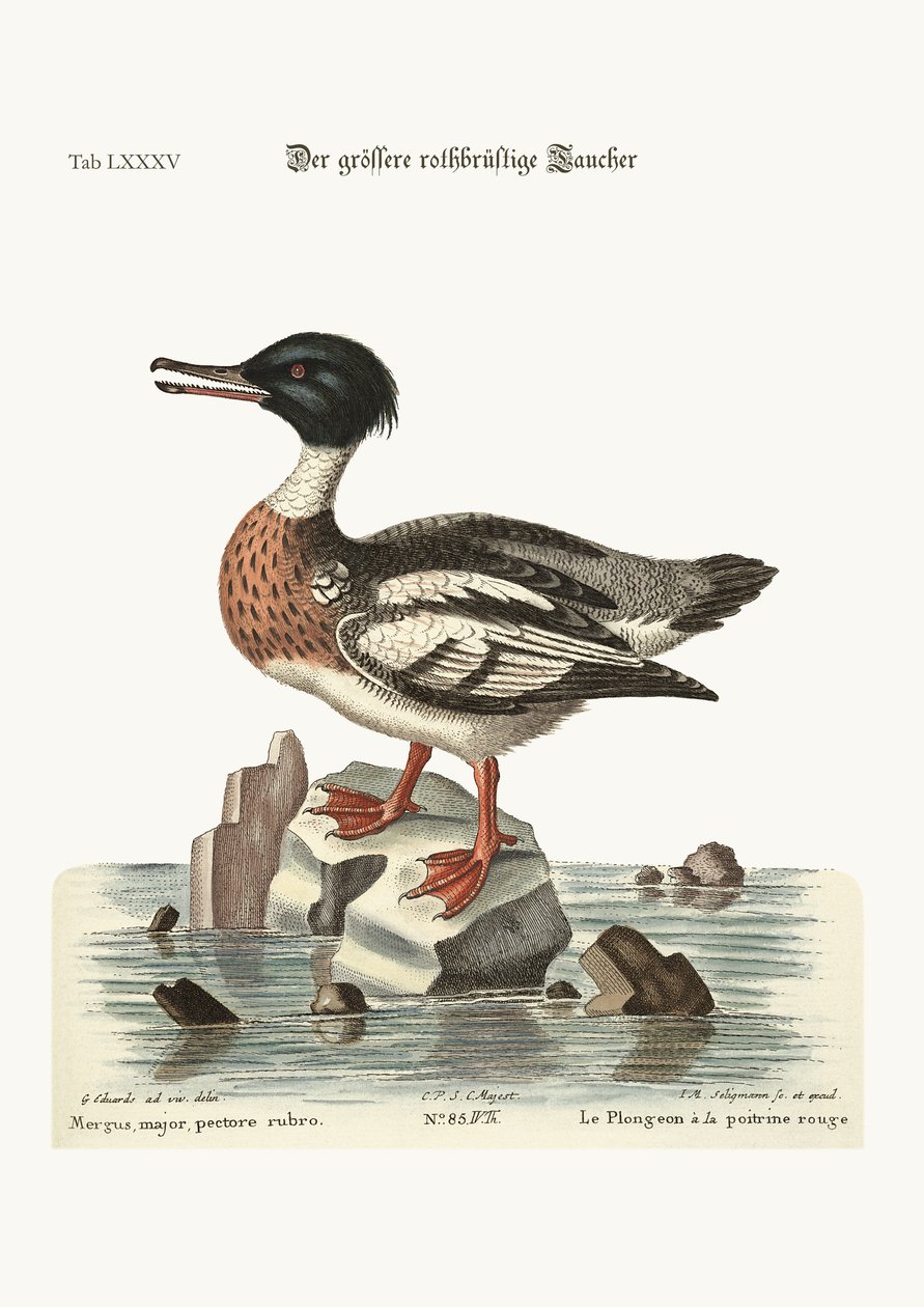 红胸Goosander，1749-73 作者 乔治·爱德华兹