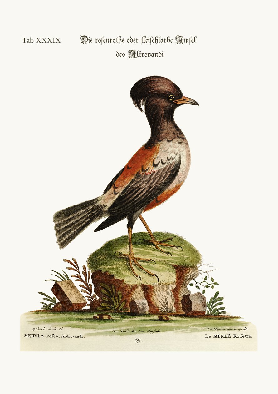Aldrovandi的玫瑰色或康乃馨色Ouzel，1749-73 作者 乔治·爱德华兹