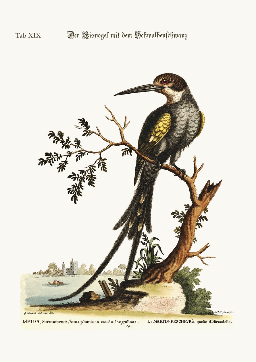 燕尾翠鸟，1749-73 作者 乔治·爱德华兹