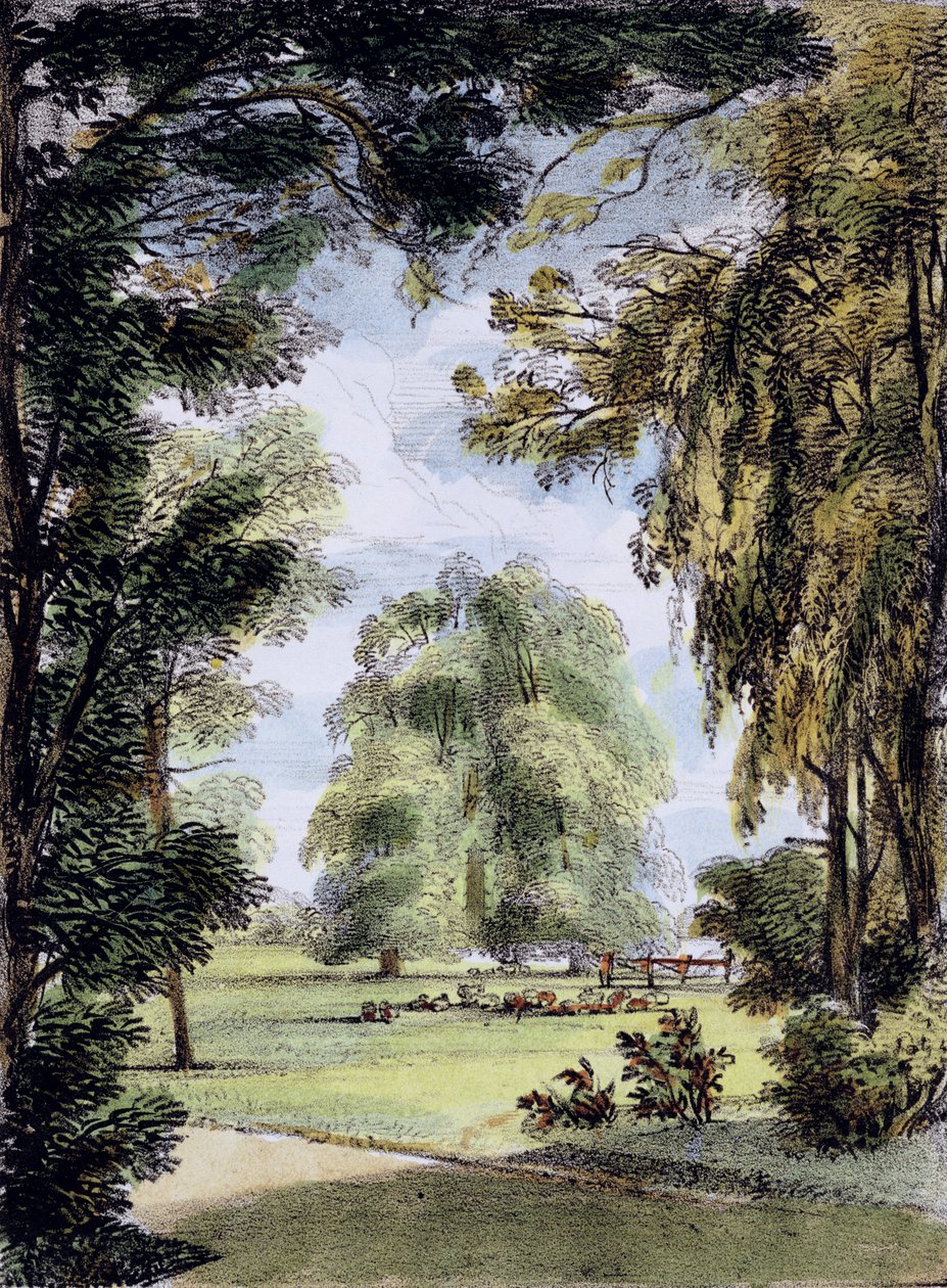 姊妹树，邱园，“Kew Gardens中的第8块板块：石头上的二十四幅图画”，由Charles Hullmandel（1789-1850）雕刻，1820年出版（手工彩色版画） 作者 乔治·欧内斯特·帕彭迪克